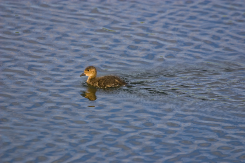Chick On Water